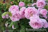 Mary Rose Mary Rose