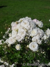 Midsummersnow ® Midsummersnow ®