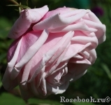 Blossomtime Blossomtime