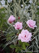 Blossomtime Blossomtime