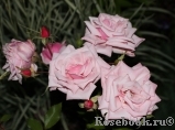Blossomtime Blossomtime