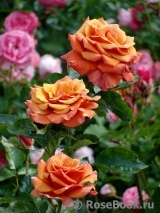 Rhosyn Margaret Williams Rhosyn Margaret Williams