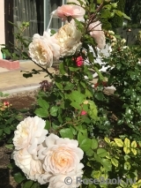 Crocus Rose® Crocus Rose®