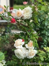 Crocus Rose® Crocus Rose®