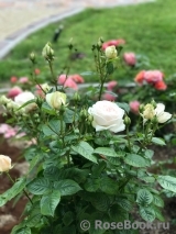 Madame Anisette ® Madame Anisette ®