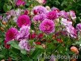 Violette Parfumee Violette Parfumee