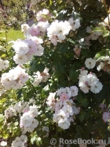 Perennial Blush Perennial Blush