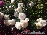 Lions Rose Lions Rose