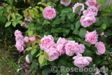 Mary Rose Mary Rose