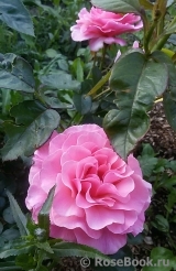 Tickled Pink Tickled Pink