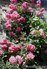 Rosarium Uetersen Rosarium Uetersen