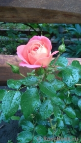 Sommersonne Sommersonne