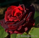 Schwarze Madonna Schwarze Madonna