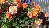 Westerland Westerland
