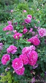 Princess Anne Princess Anne