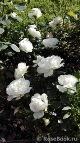 White Meidiland White Meidiland