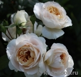 Lions Rose Lions Rose