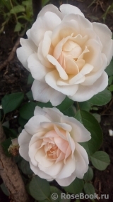 Desdemona Desdemona