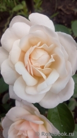 Desdemona Desdemona