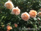 Sangerhauser Jubilaumsrose Sangerhauser Jubilaumsrose