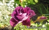 Burgundy Ice Burgundy Ice