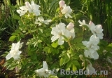 Morden Snowbeauty Morden Snowbeauty