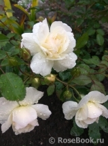 Aspirin Rose Aspirin Rose