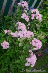 Heavenly Pink Heavenly Pink
