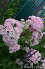 Heavenly Pink Heavenly Pink