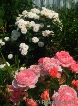 Pink Abundance Pink Abundance