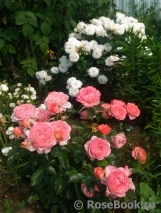 Pink Abundance Pink Abundance