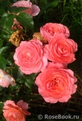 Pink Abundance Pink Abundance