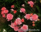 Pink Abundance Pink Abundance