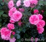 Rosarium Uetersen Rosarium Uetersen