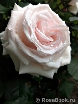 Rosa Belmonte Rosa Belmonte