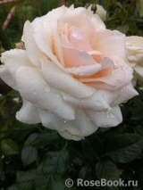 Pride and Prejudice Pride and Prejudice