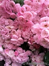 Heavenly Pink Heavenly Pink