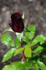 Black Baccara Black Baccara