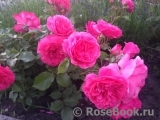 Rosarium Uetersen Rosarium Uetersen