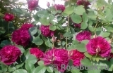 Darcey Bussell Darcey Bussell