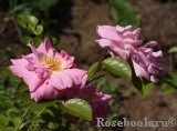 Marie-Victorin Marie-Victorin