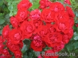 Black Forest Rose ®