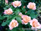 Apricot Nectar Apricot Nectar