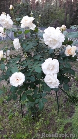 Poustinia Poustinia