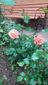 Augusta Luise Augusta Luise