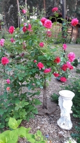 Rosarium Uetersen Rosarium Uetersen