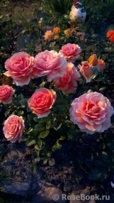 Ashram Ashram