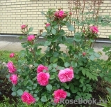 Baronesse Baronesse