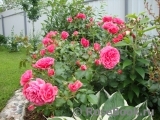 Rosarium Uetersen Rosarium Uetersen