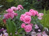 Rosenfee Rosenfee